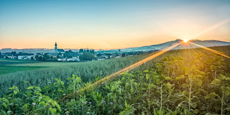 Das Bild zeigt eine weite, grüne Landschaft mit Feldern und Bäumen, über die warmes Sonnenlicht fällt. Die Sonne steht tief und taucht die Umgebung in eine ruhige, natürliche Atmosphäre – ideal für ländliches Wohnen und hohe Lebensqualität.