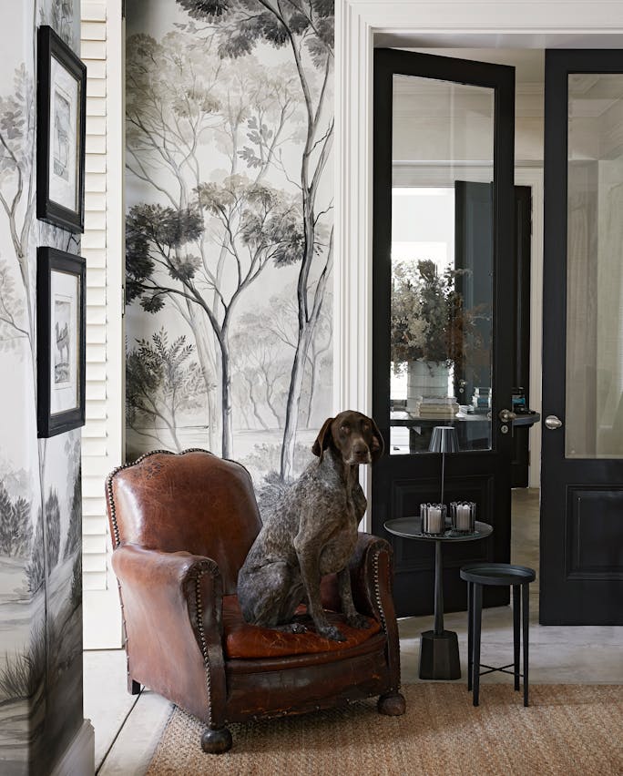 A large, shorthaired pointer dog with a speckled brown coat sits on a brown leather armchair in front of wallpaper with grayscale illustrations of trees.