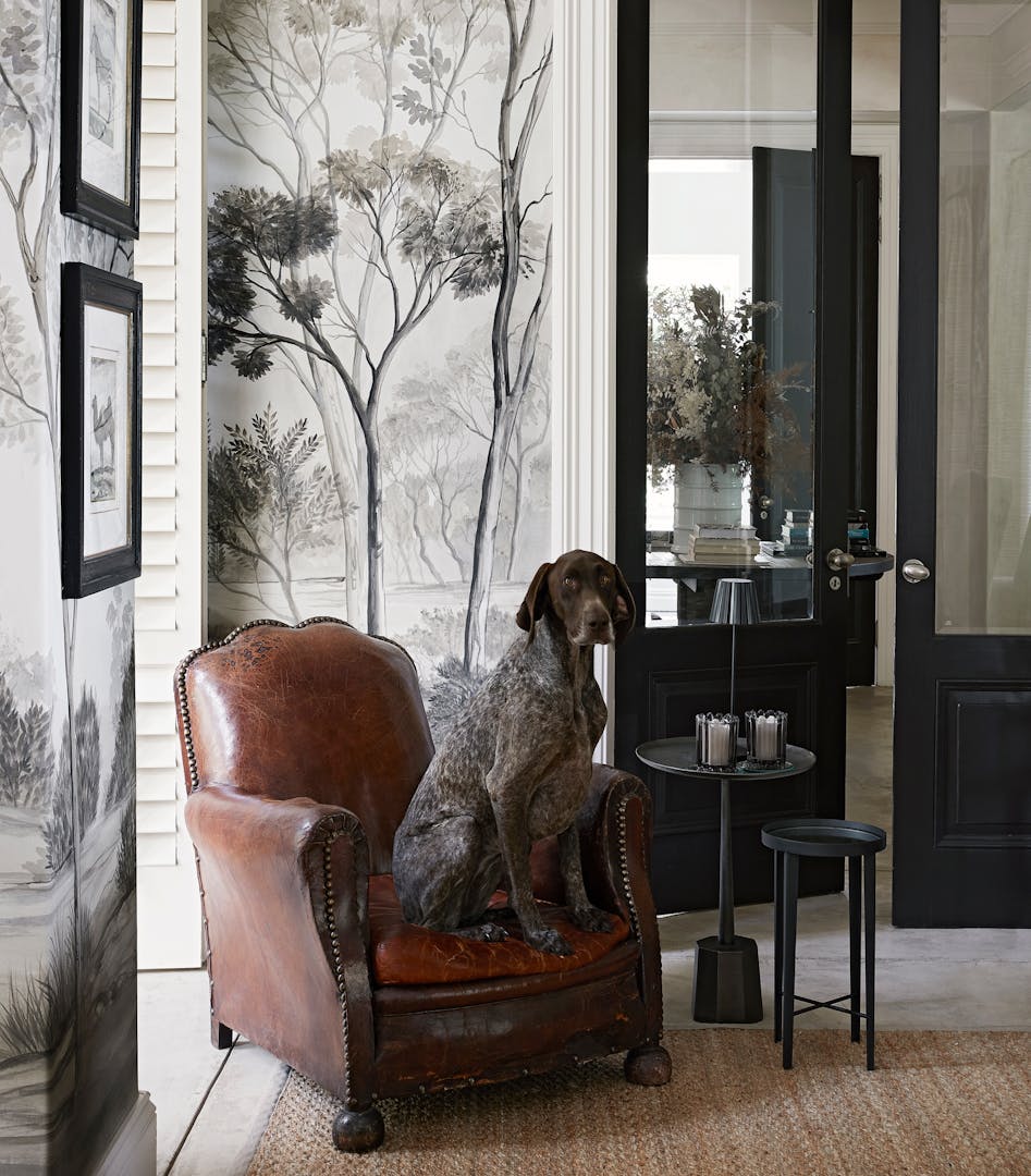 A large, shorthaired pointer dog with a speckled brown coat sits on a brown leather armchair in front of wallpaper with grayscale illustrations of trees.