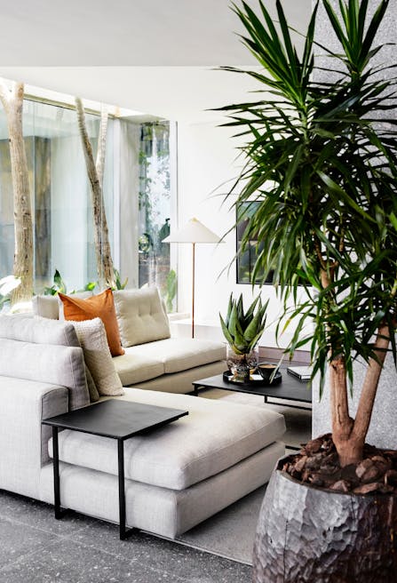 A contemporary living room with a large plant in the foreground, a modular sofa in the middle, with large windows with a view of the greenery outside in the background.