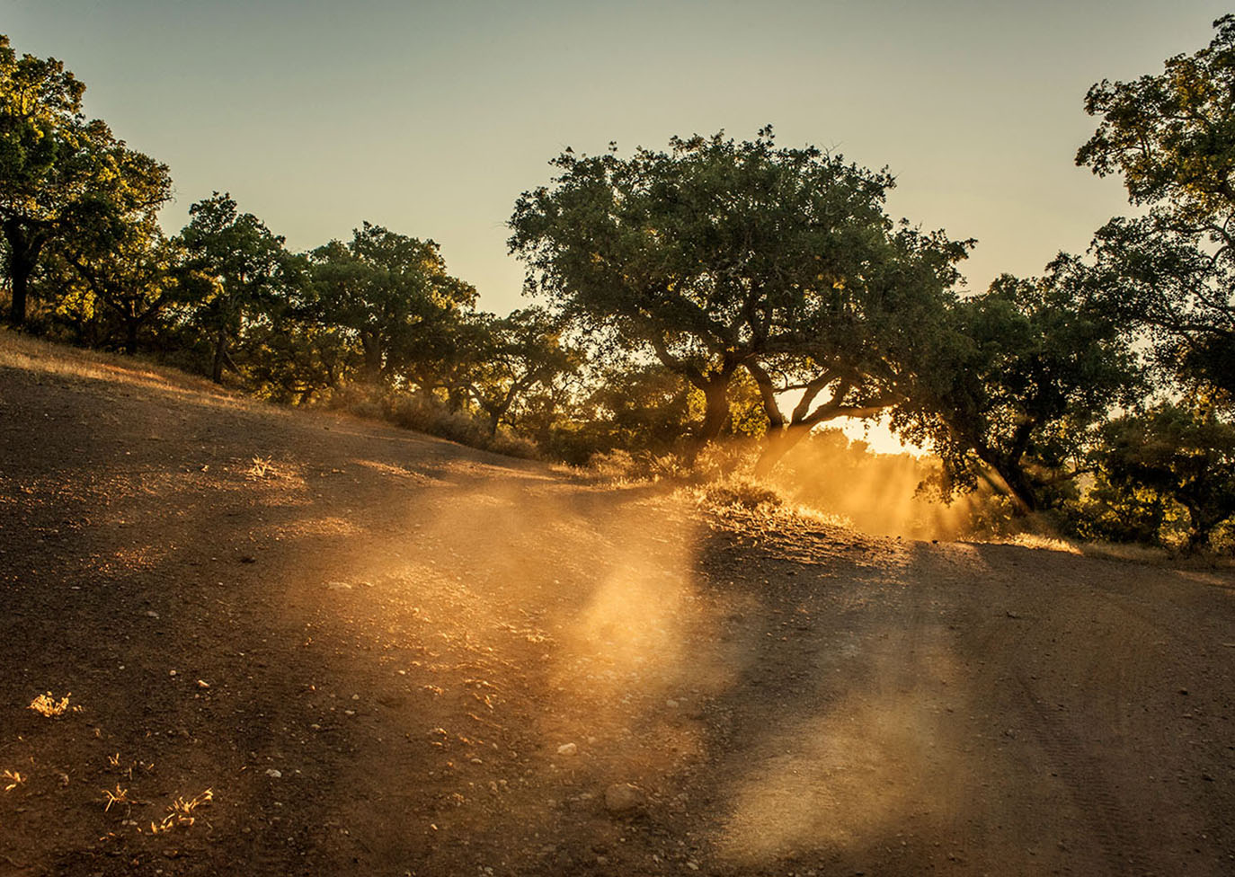 Thumbnail of Gold Dust