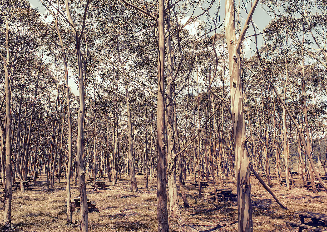 Thumbnail of Tables and Trees