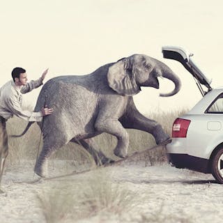 Thumbnail of Elephant DDB Audi