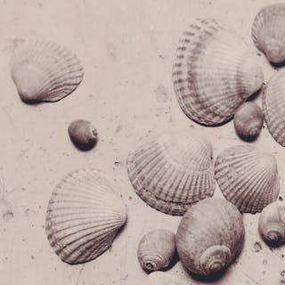 Thumbnail of Shells