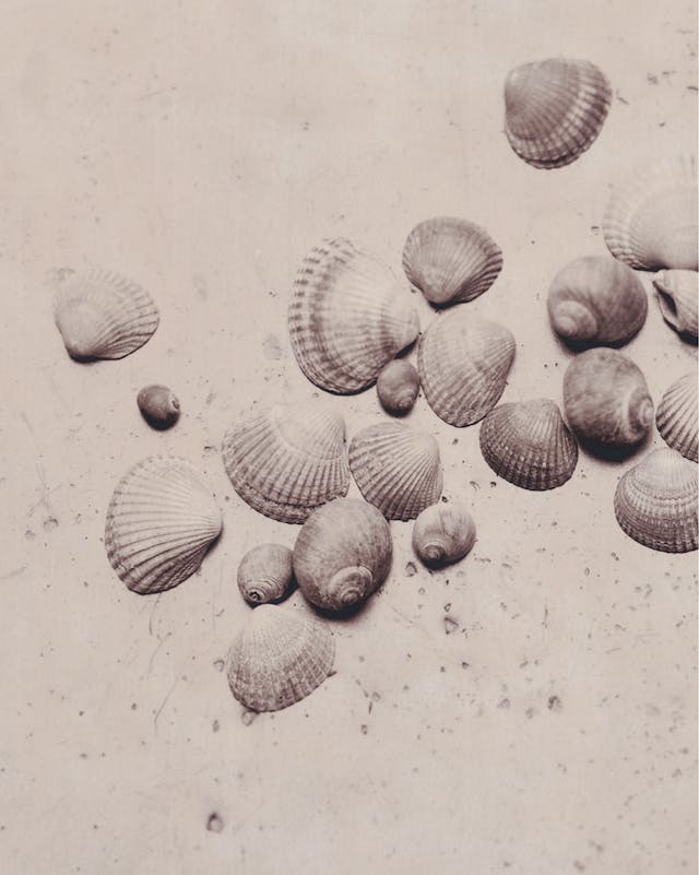 Shells