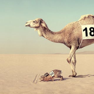 Thumbnail of Camel DDB Robeco