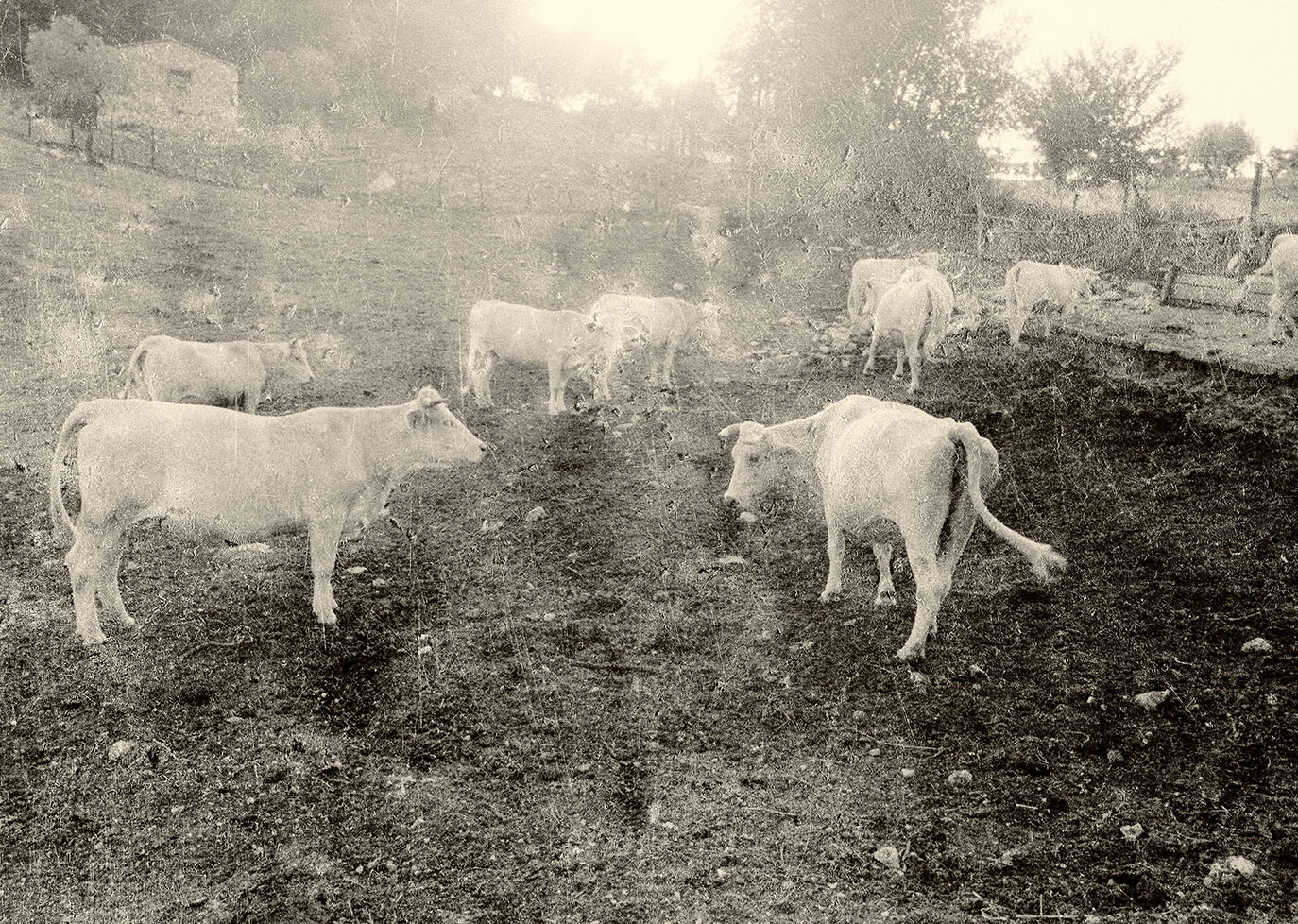 Thumbnail of Cows 1