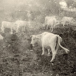 Thumbnail of Cows 1