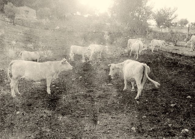 Cows 1