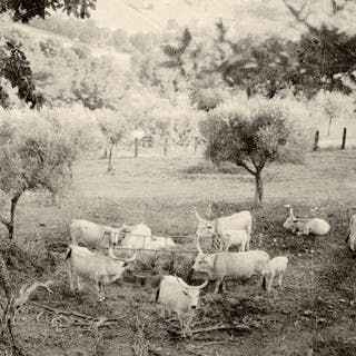 Thumbnail of Cows 2