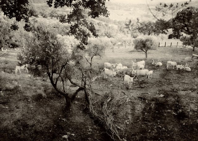 Cows 2