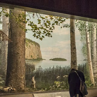 Thumbnail of Wild Life