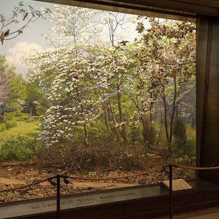 Thumbnail of Conservation