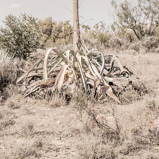 Thumbnail of Agave Navarra