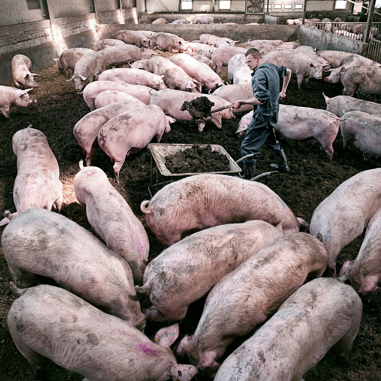 Thumbnail of Pigs Eigen Fabrikaat Exact