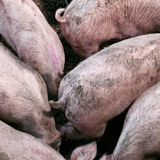 Thumbnail of Pigs Eigen Fabrikaat Exact