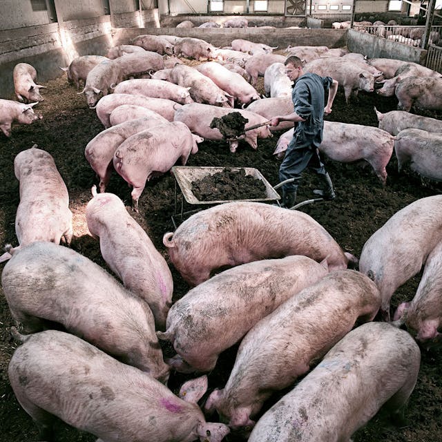 Pigs Eigen Fabrikaat Exact