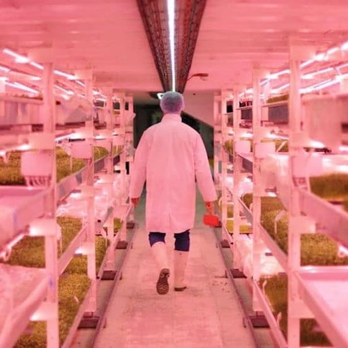 Growing Underground - the subterranean farm below South London