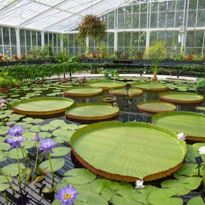 The Waterlily House - the Amazon brought to Kew