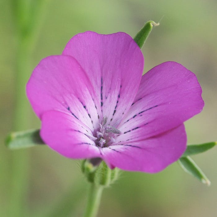 Corncockle - one of our rarest plants