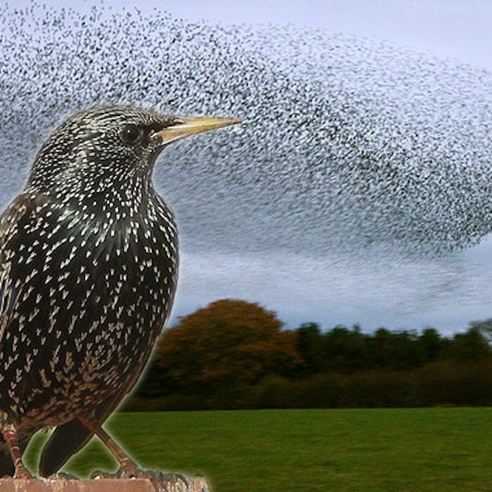 The Common Starling - aerobatic superstar of the sunset sky