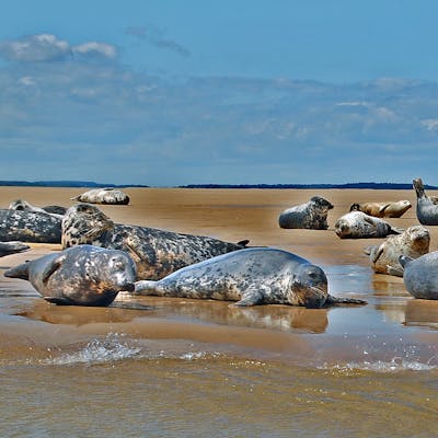 Grey seal