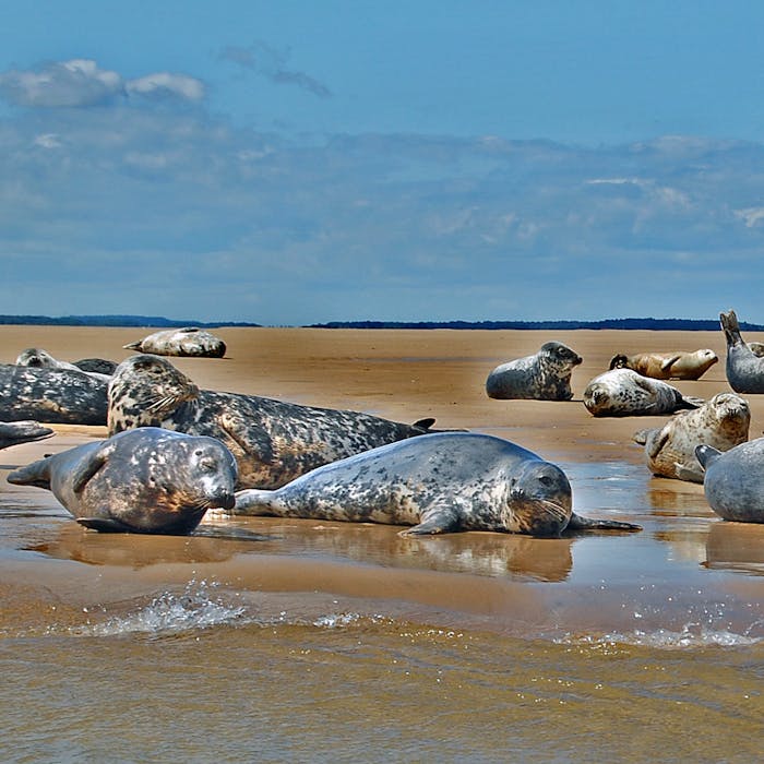 Grey seal