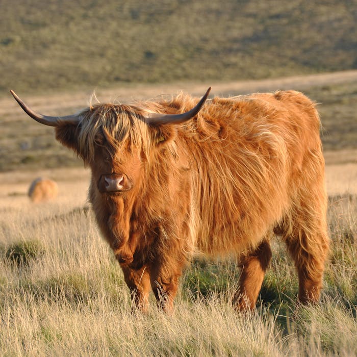 Highland Cattle - Animal - Bite Sized Britain - Britain’s amazing ...