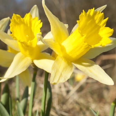 Daffodils, a bright British sign of Spring