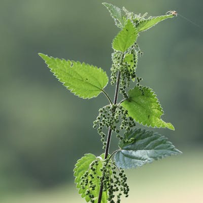The stinging nettle - a pain and a remedy