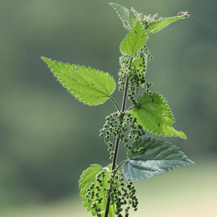 The stinging nettle - a pain and a remedy