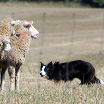 Border Collie - happy herding sheep