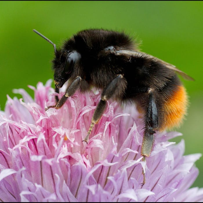 The red-tailed bumblebee - a busy life