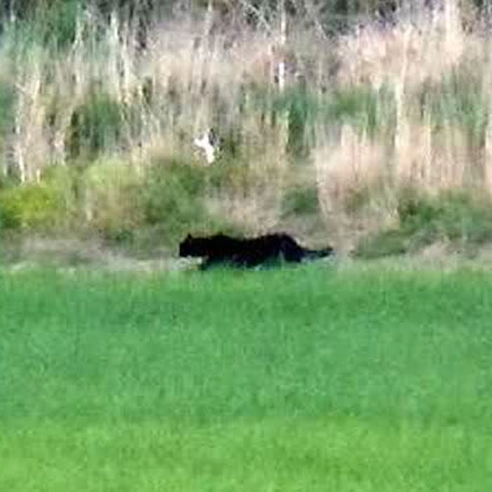 The elusive Cornish 'Beast of Bodmin'