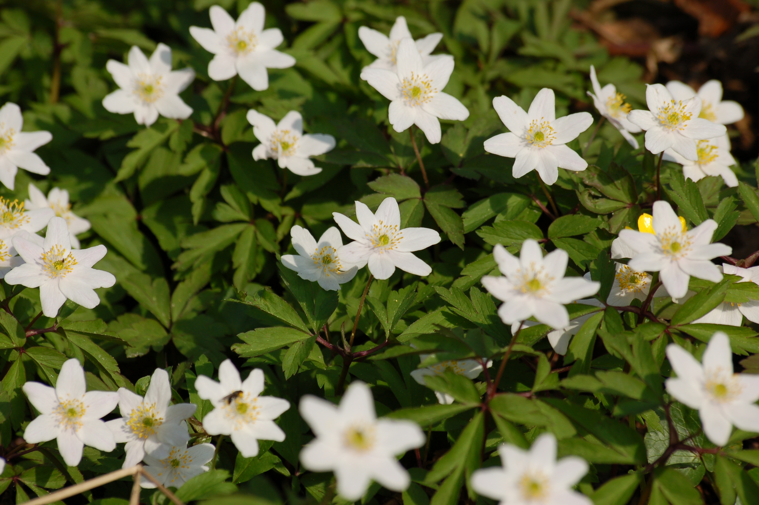 Wood anemone - illuminating early spring