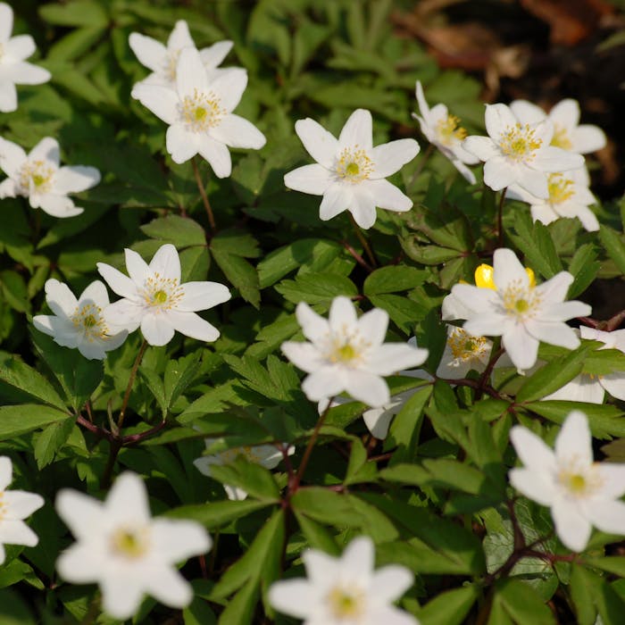 Wood anemone - illuminating early spring