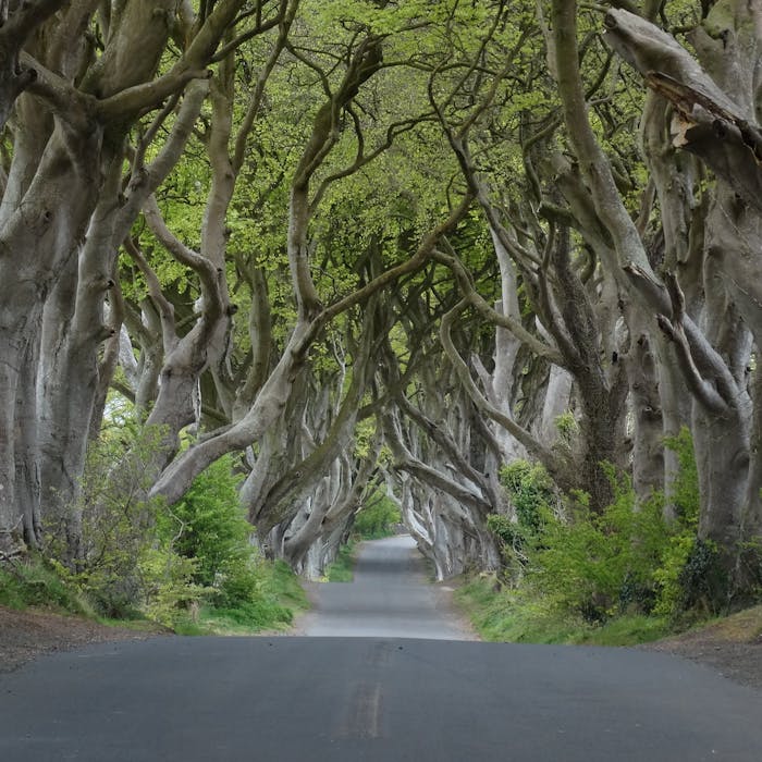 The Dark Hedges of County Antrim - a weird woodland world