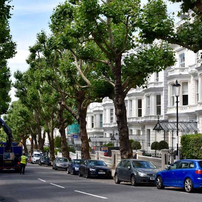 The London plane - a natural survivor in the city