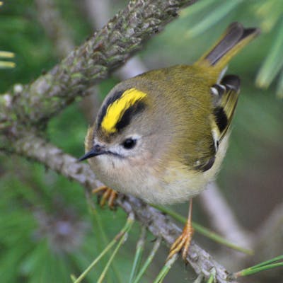 Goldcrest, Britain's smallest bird