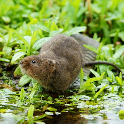 Water vole - more lovable, but much less common, than its cousin the rat