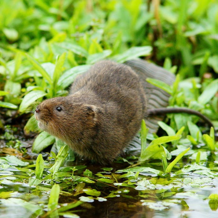 Water vole - more lovable, but much less common, than its cousin the rat