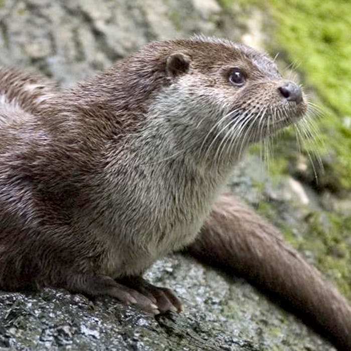 The elusive otter - now not as uncommon as you might think