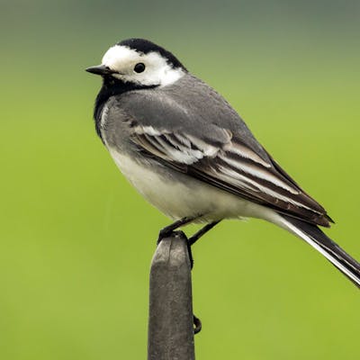 The cheerful and adaptable pied wagtail