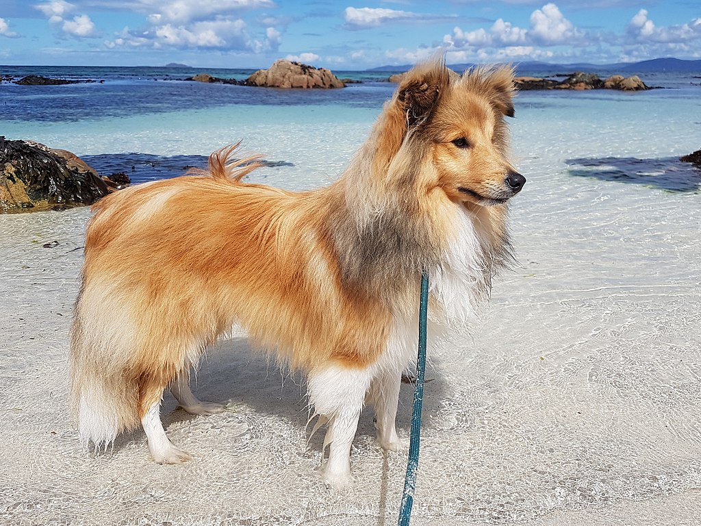 The sheltie cheap