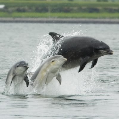 Dolphins in British waters