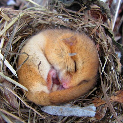 The Dormouse - irresistably cute but endangered