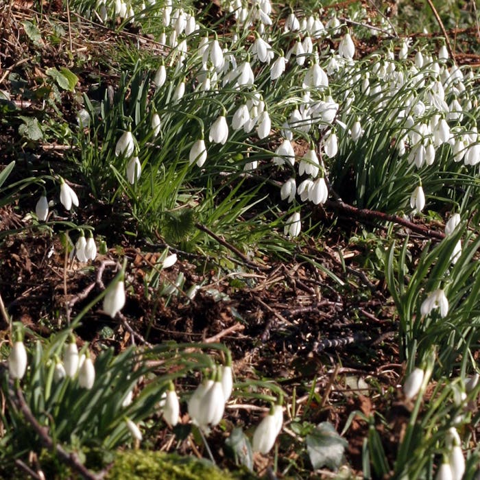 The snowdrop - much-loved winter flower