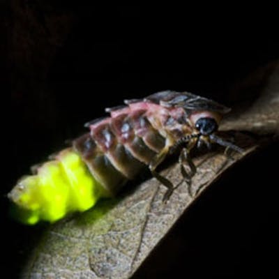 The magical glow worm