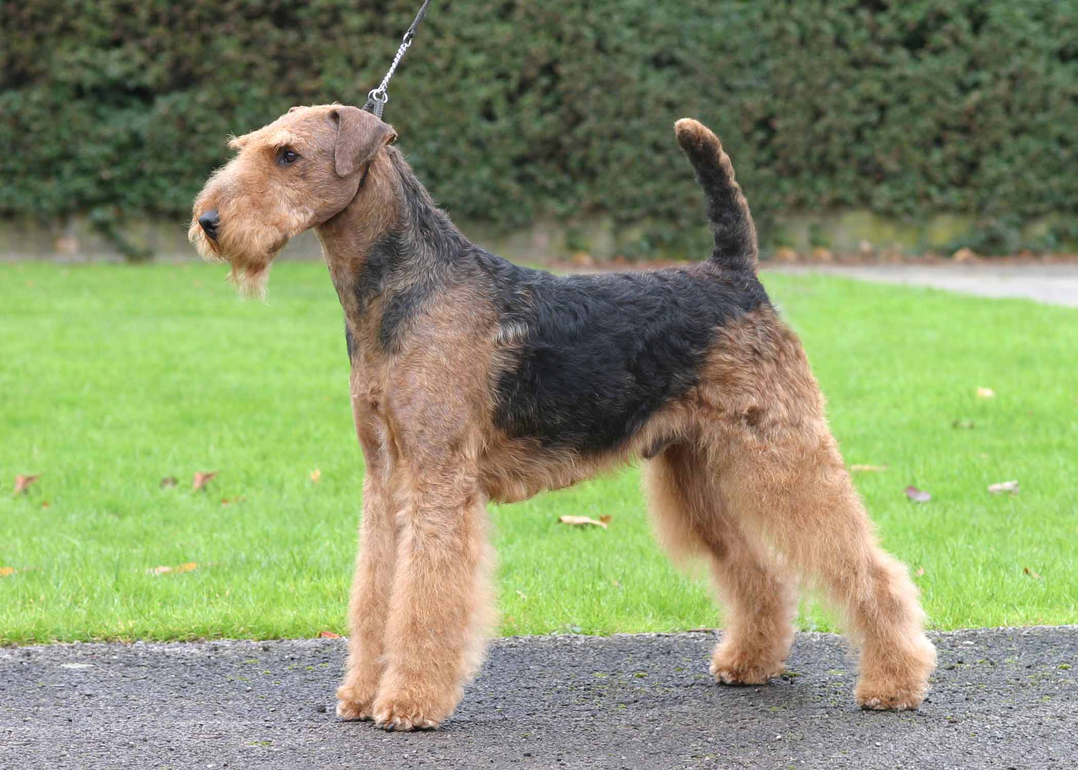 Airedale hot sale guard dog