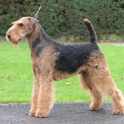 The Airedale Terrier